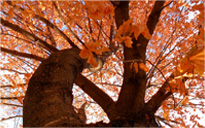 助企业更上进的短信攻击